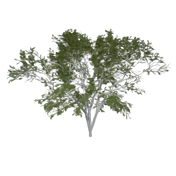 3D model of plane tree