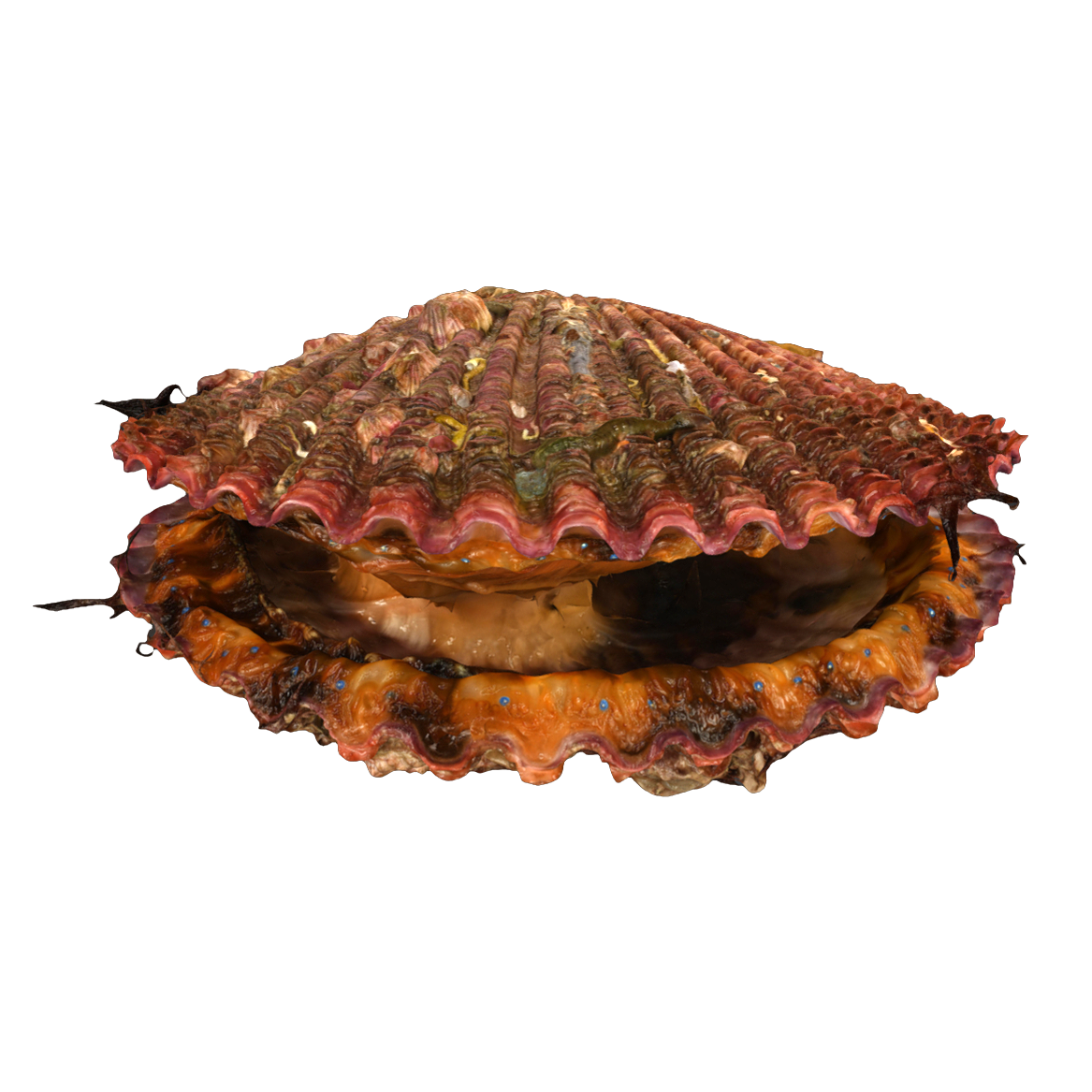 Noble scallop specimens