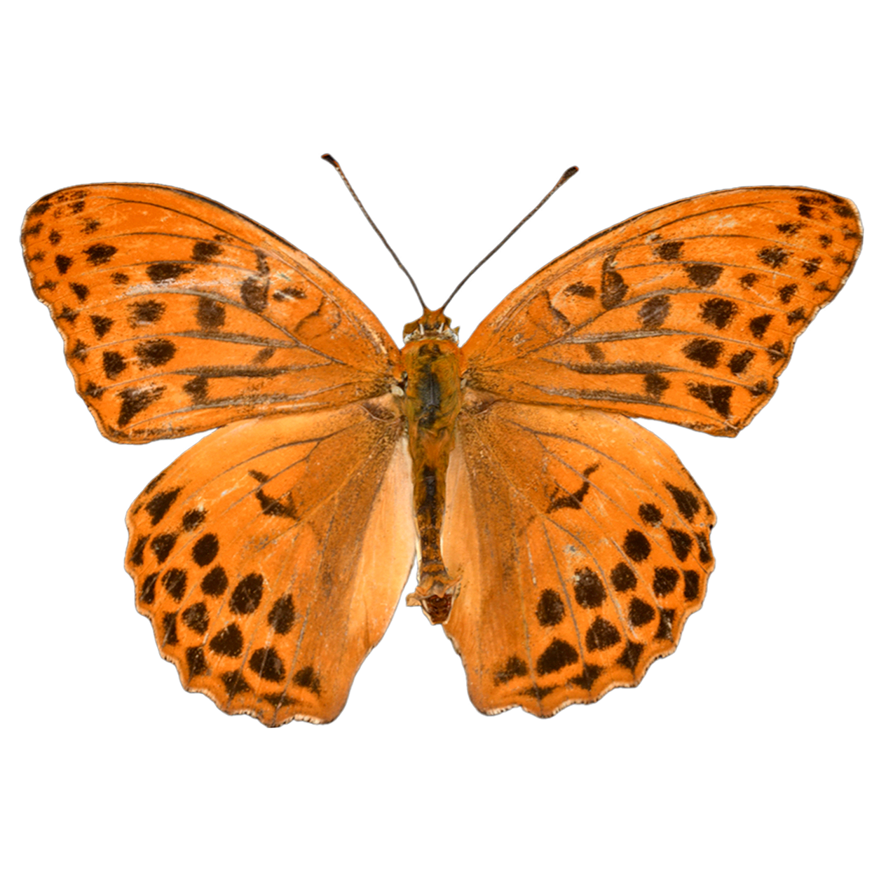 Nymphalidae butterfly