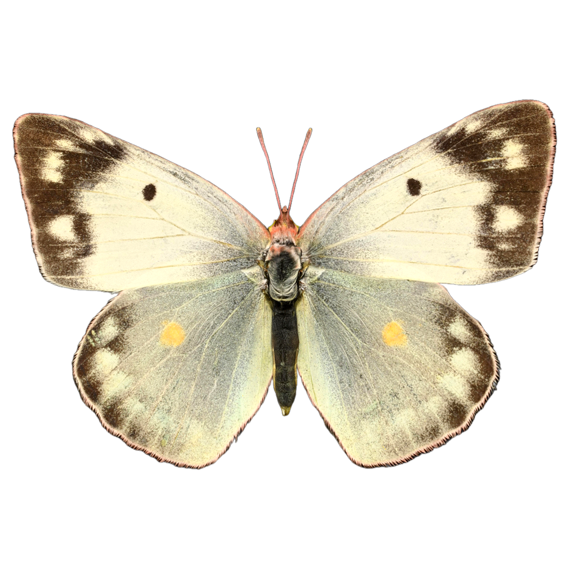 Pale white spotted bean pink butterfly