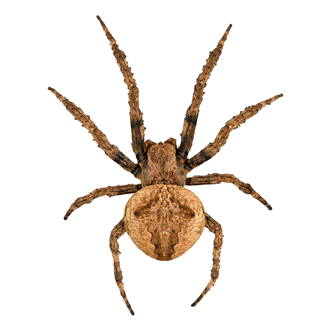 araneus ventricosus 