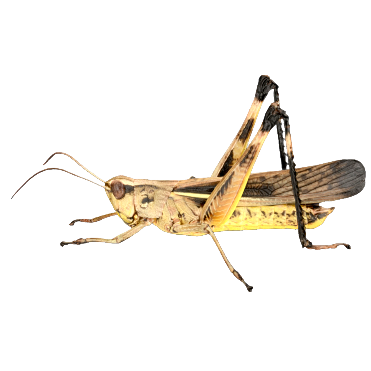 Black edged grasshopper