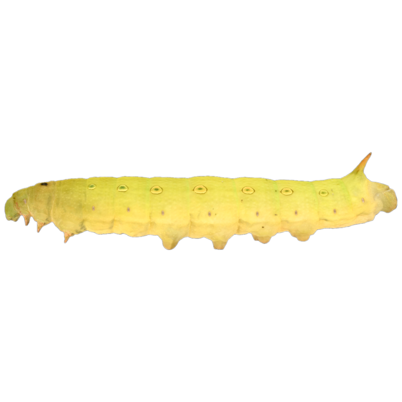 Brown banded falcon moth larvae