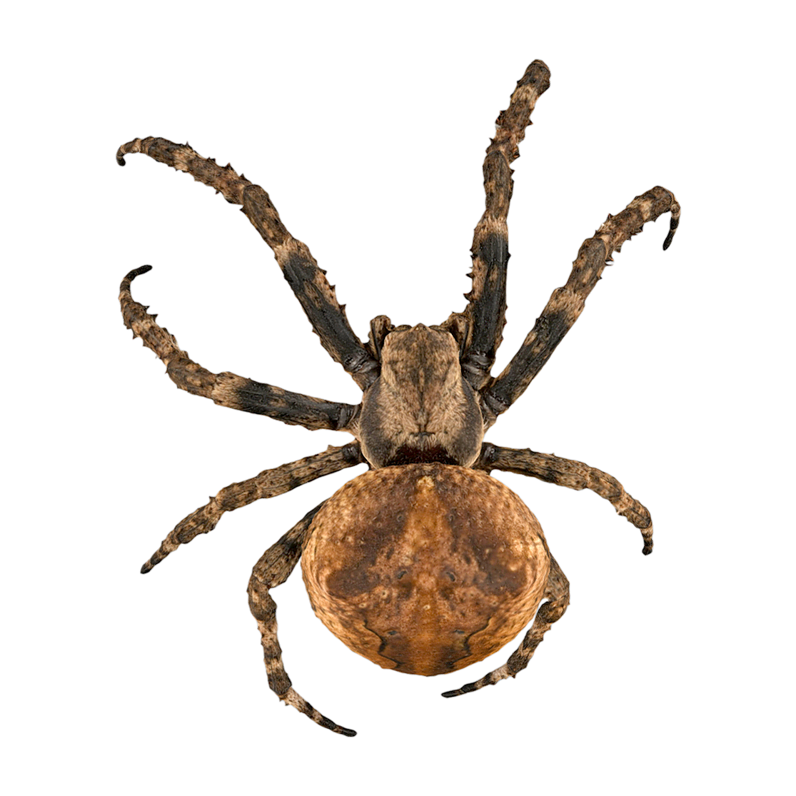 Eastern Victory Garden Spider