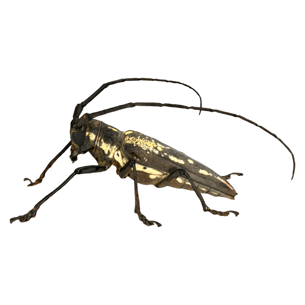 Batocera horsfieldi 