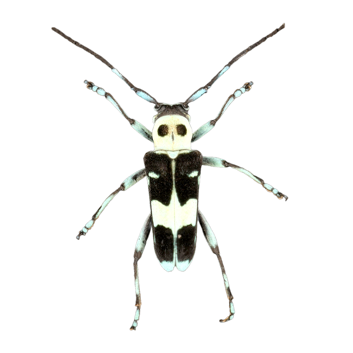 Double spine beetle
