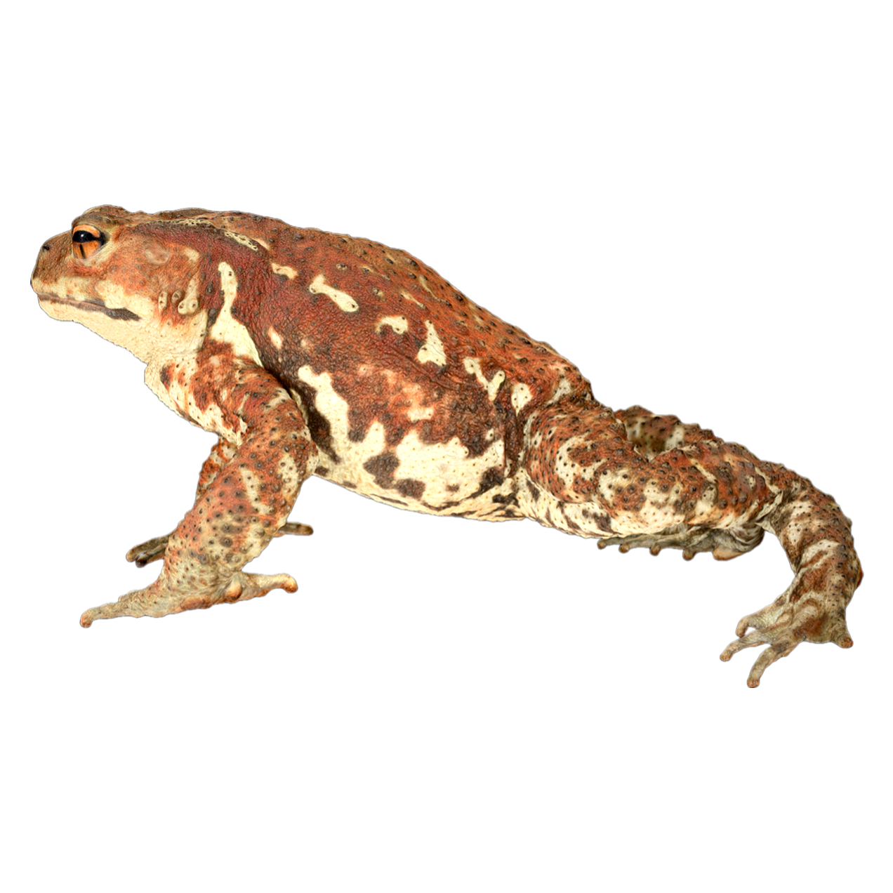Japanese female toad