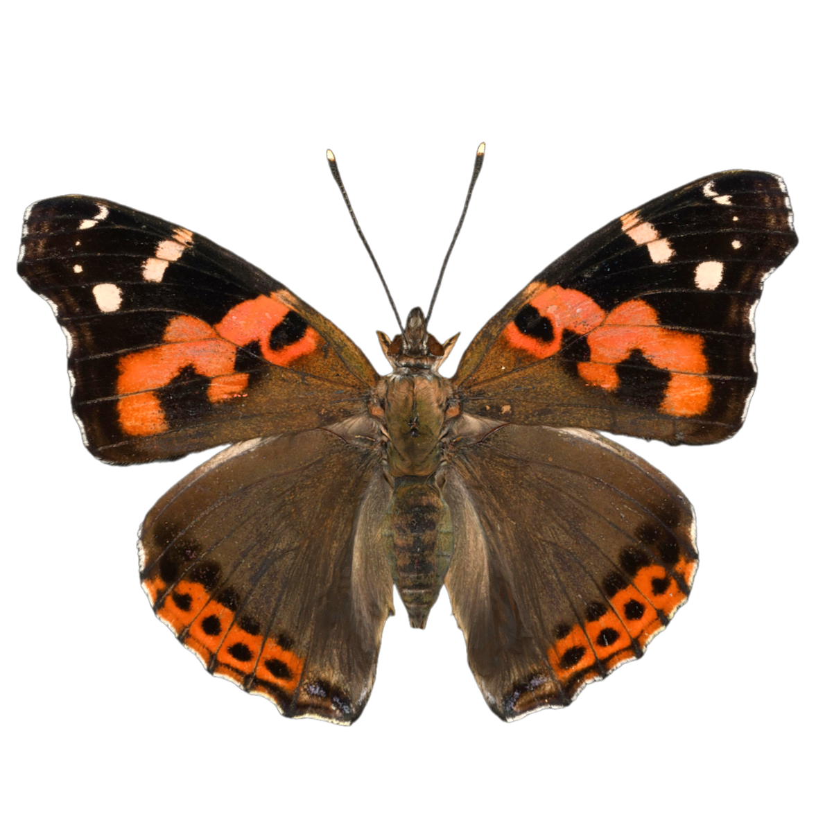 vanessa indica 