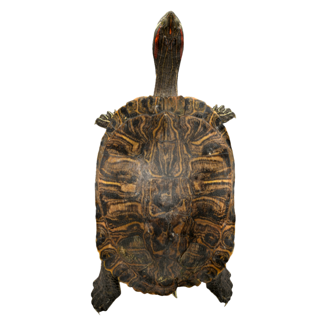 Red eared turtle