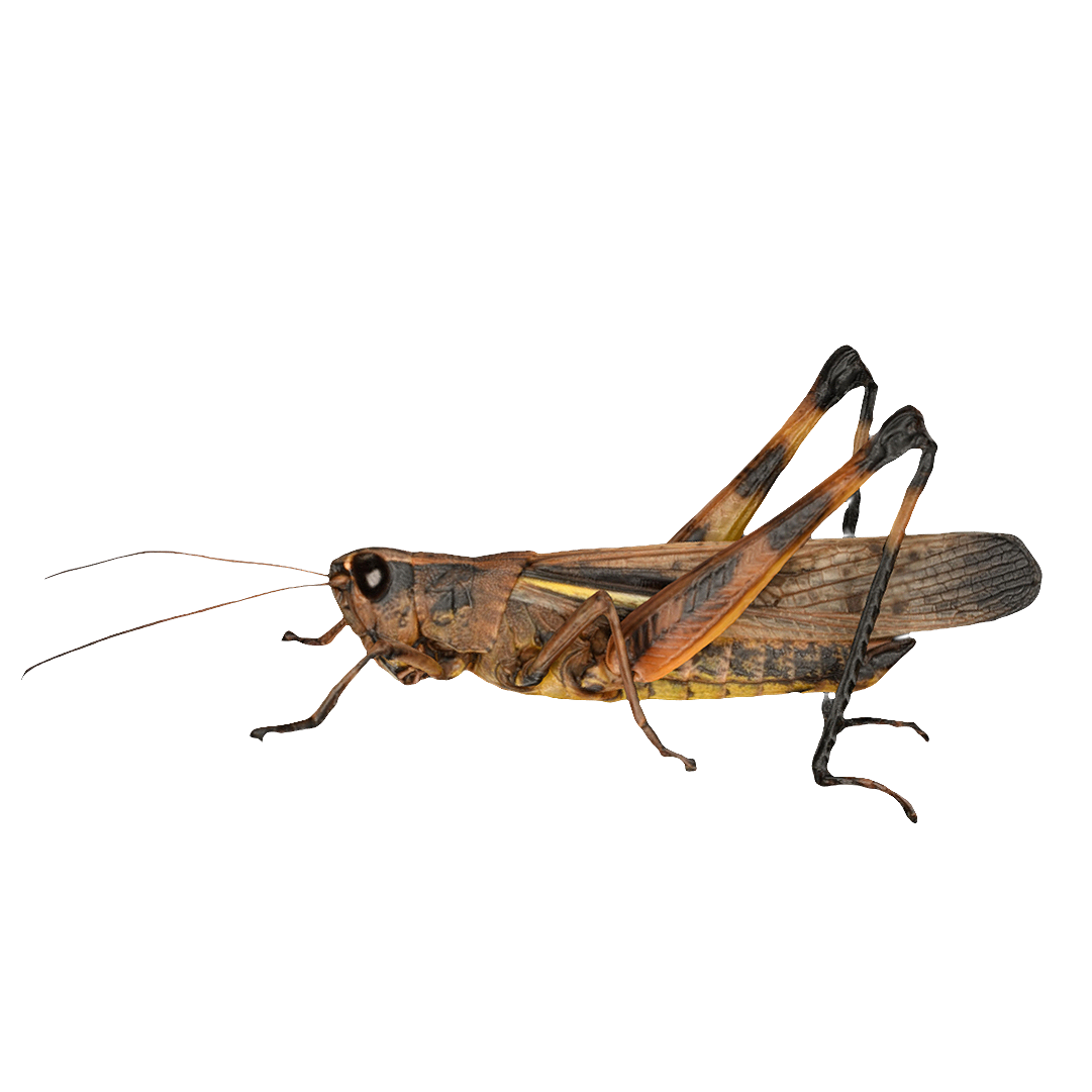 Black edged grasshopper female