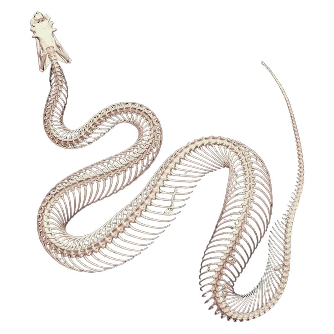 Japanese pit viper skeleton