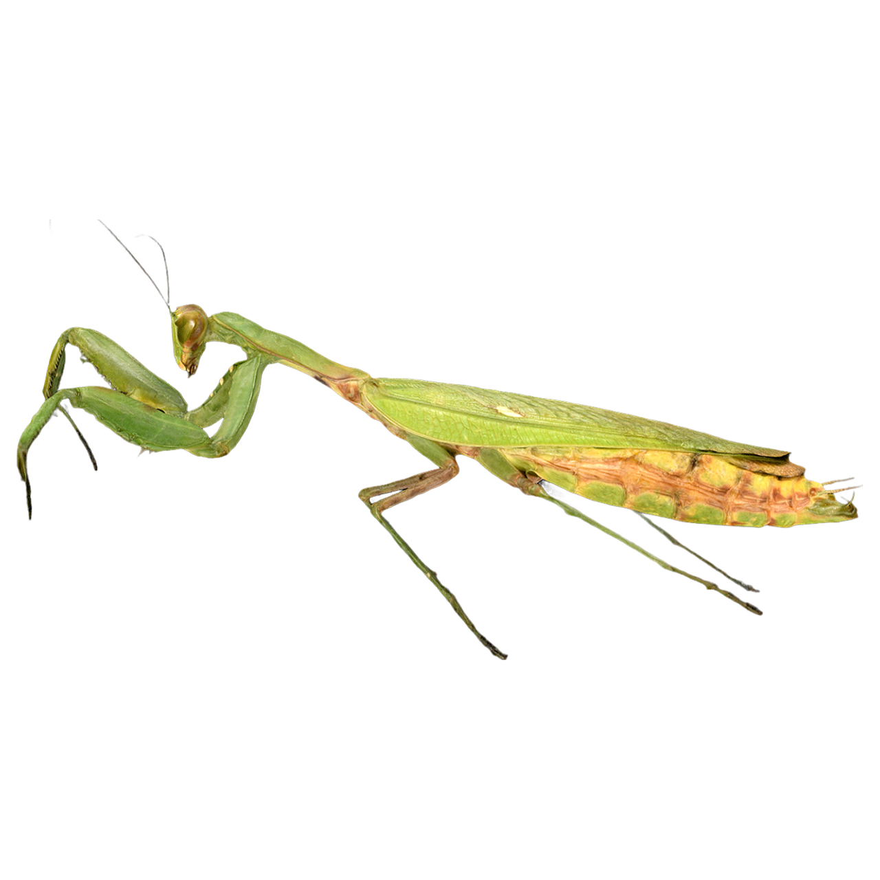 Asian Giant Mantis