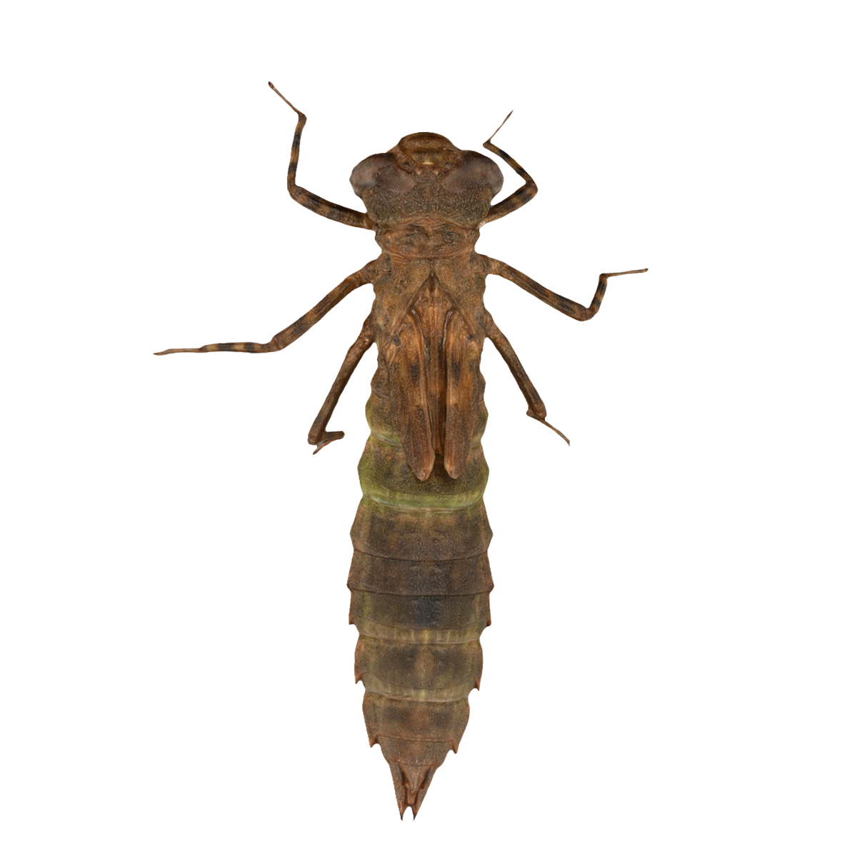 Mipu dragonfly larvae