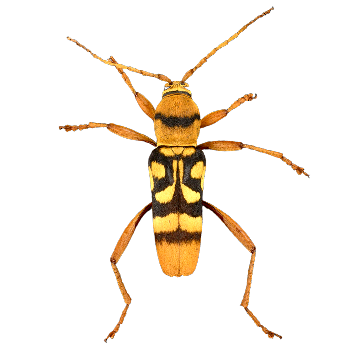 Five Belt Green Sky Bull