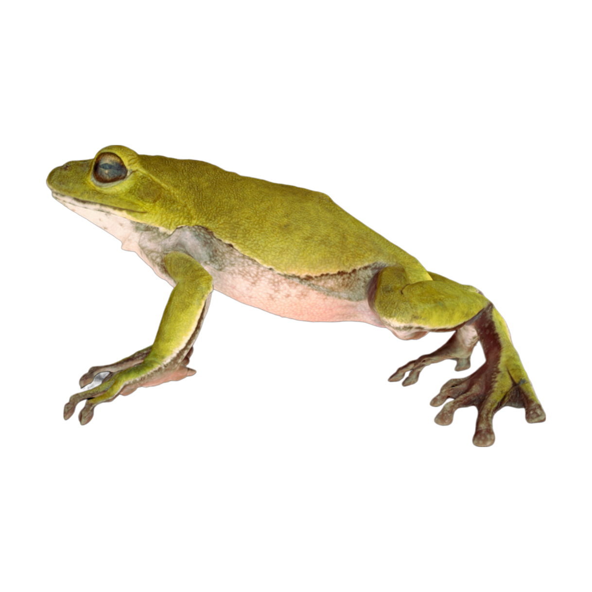 Shuleigelin frog female