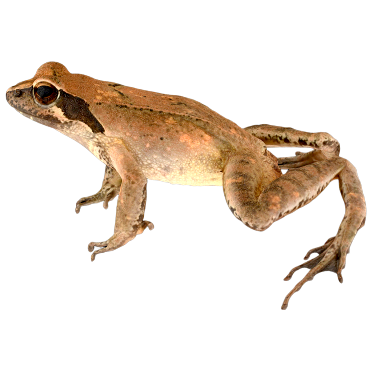 Female Field Frog