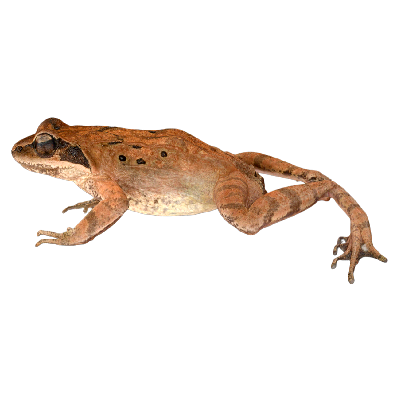 Male Ueno Brown Frog