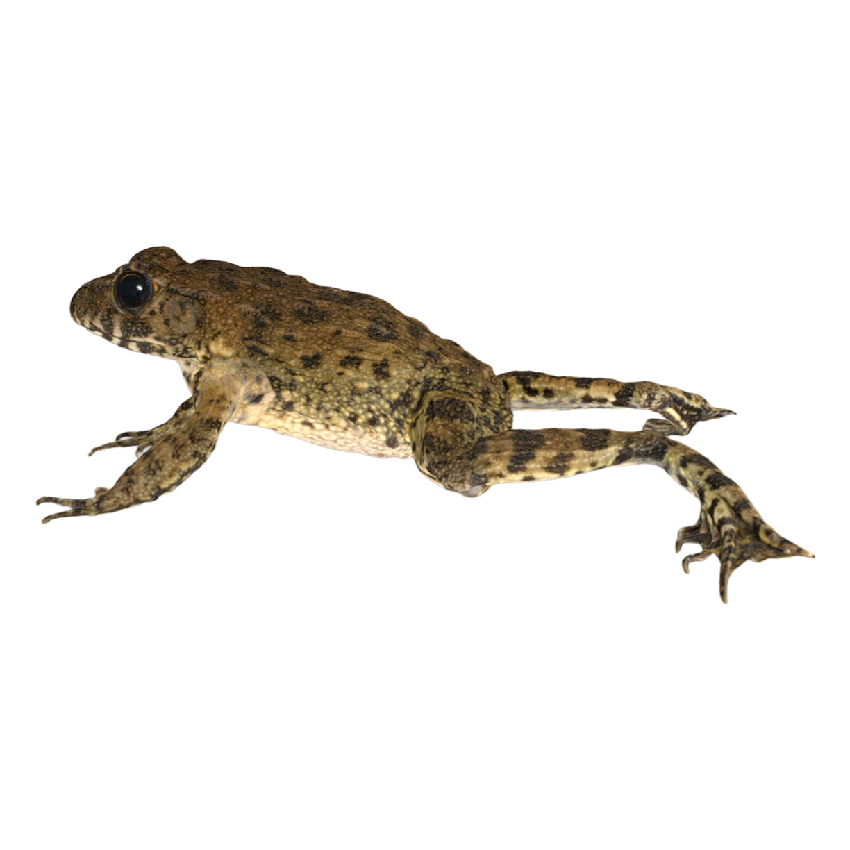 Japanese wrinkled frog female
