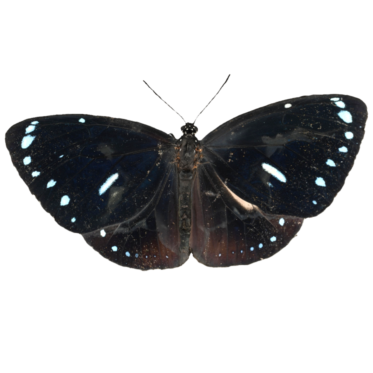 Euploea eunice 