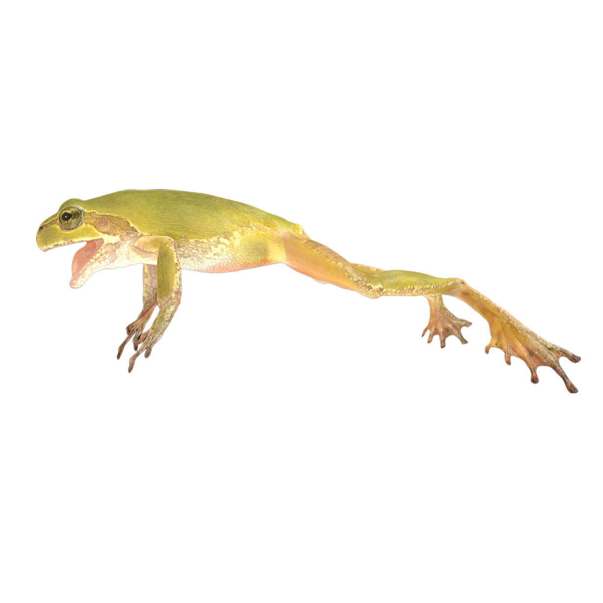 Japanese tree toad female
