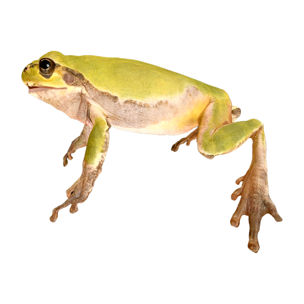 Japanese tree toad male