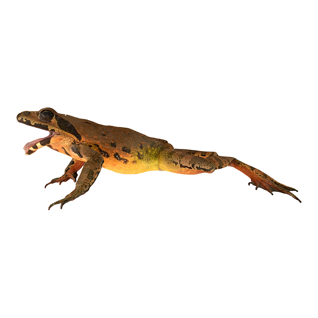 Female Mountain Red Frog