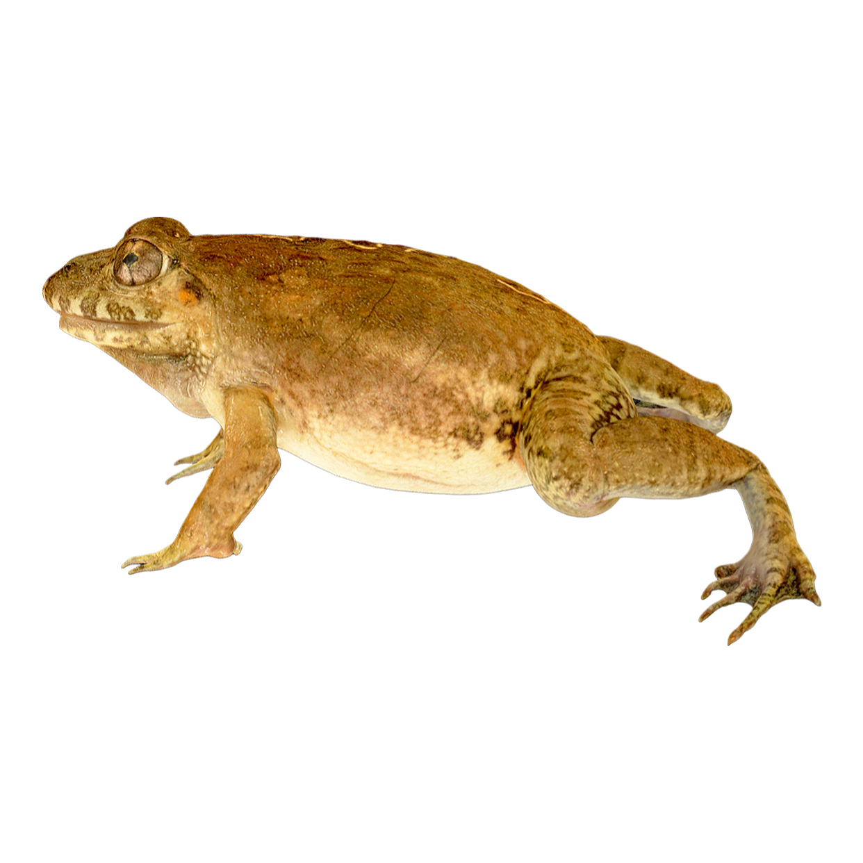 Zelu Frog Male