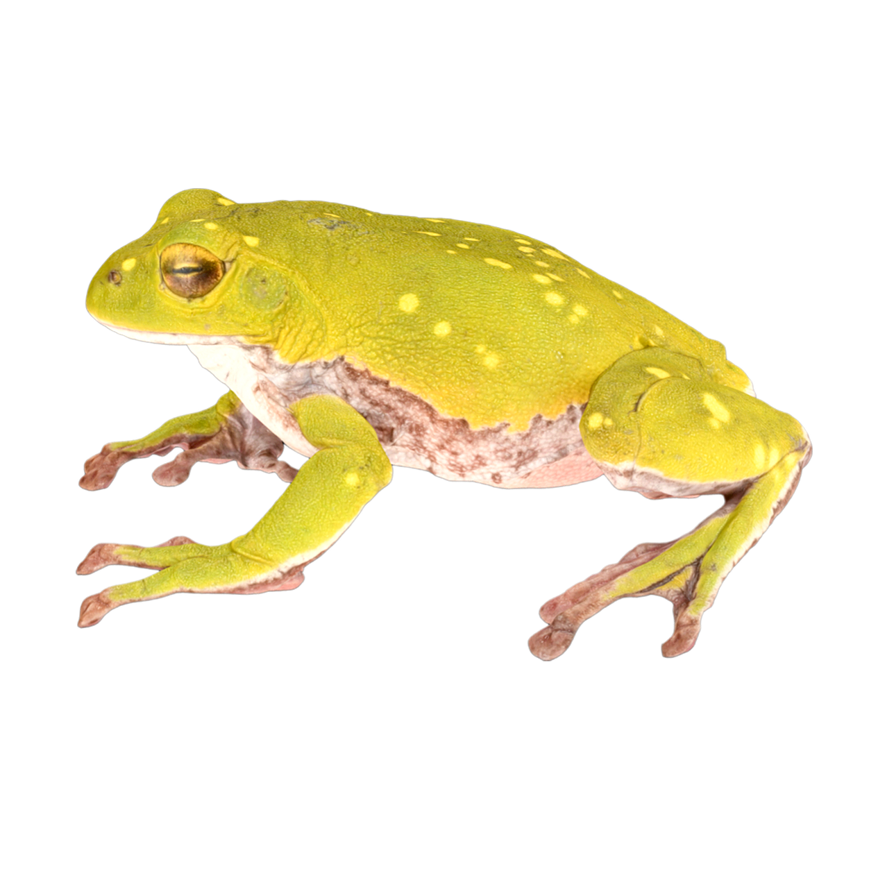 Flying Frog Male