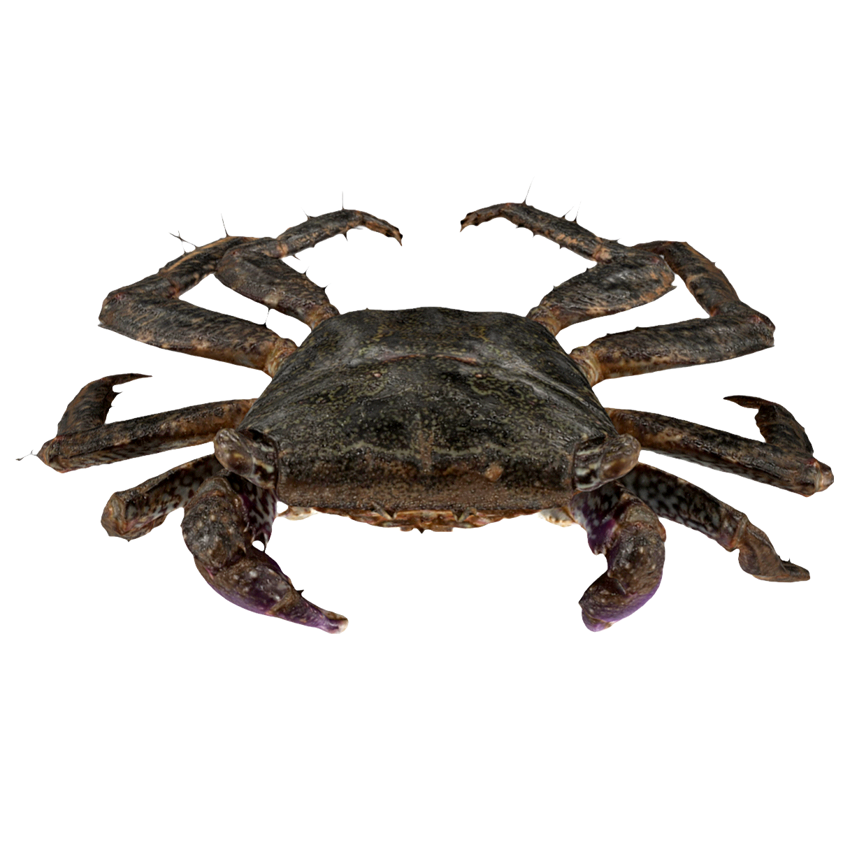 Metopograpsus quadridentatus 