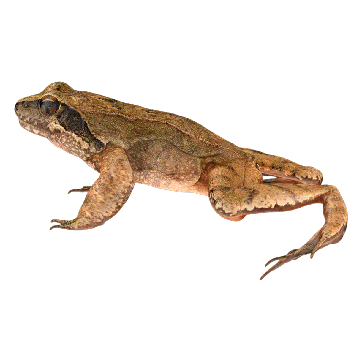 Female Field Frog