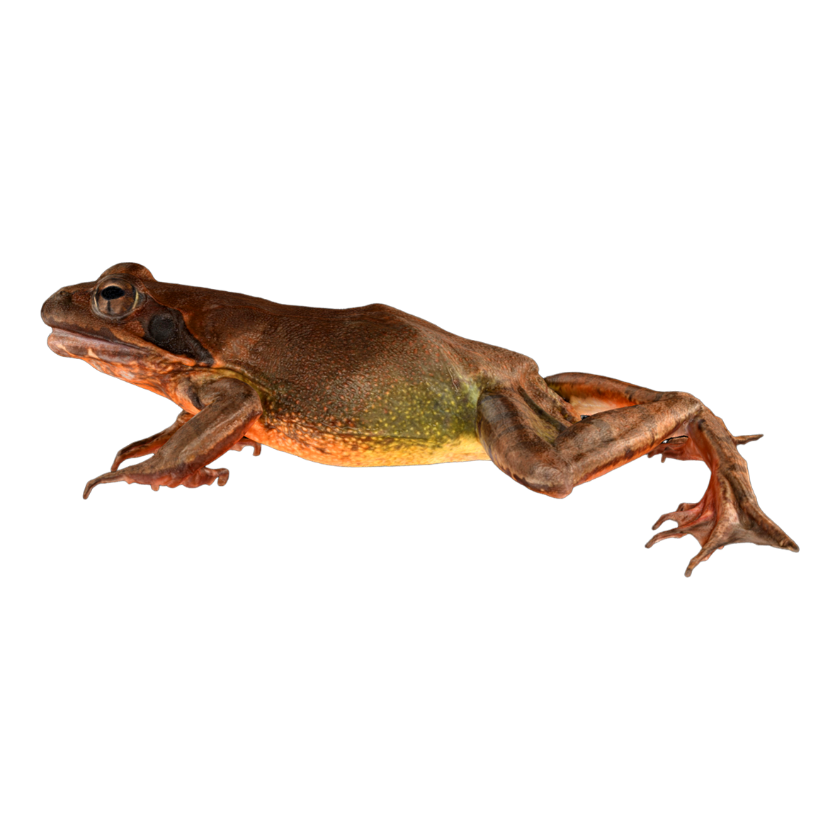 Ueno Brown Frog