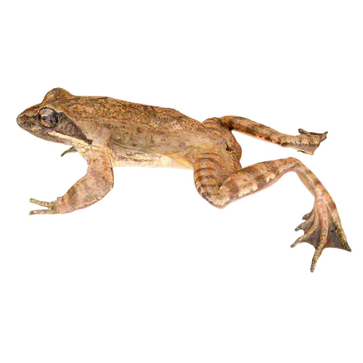 The Island Brown Frog
