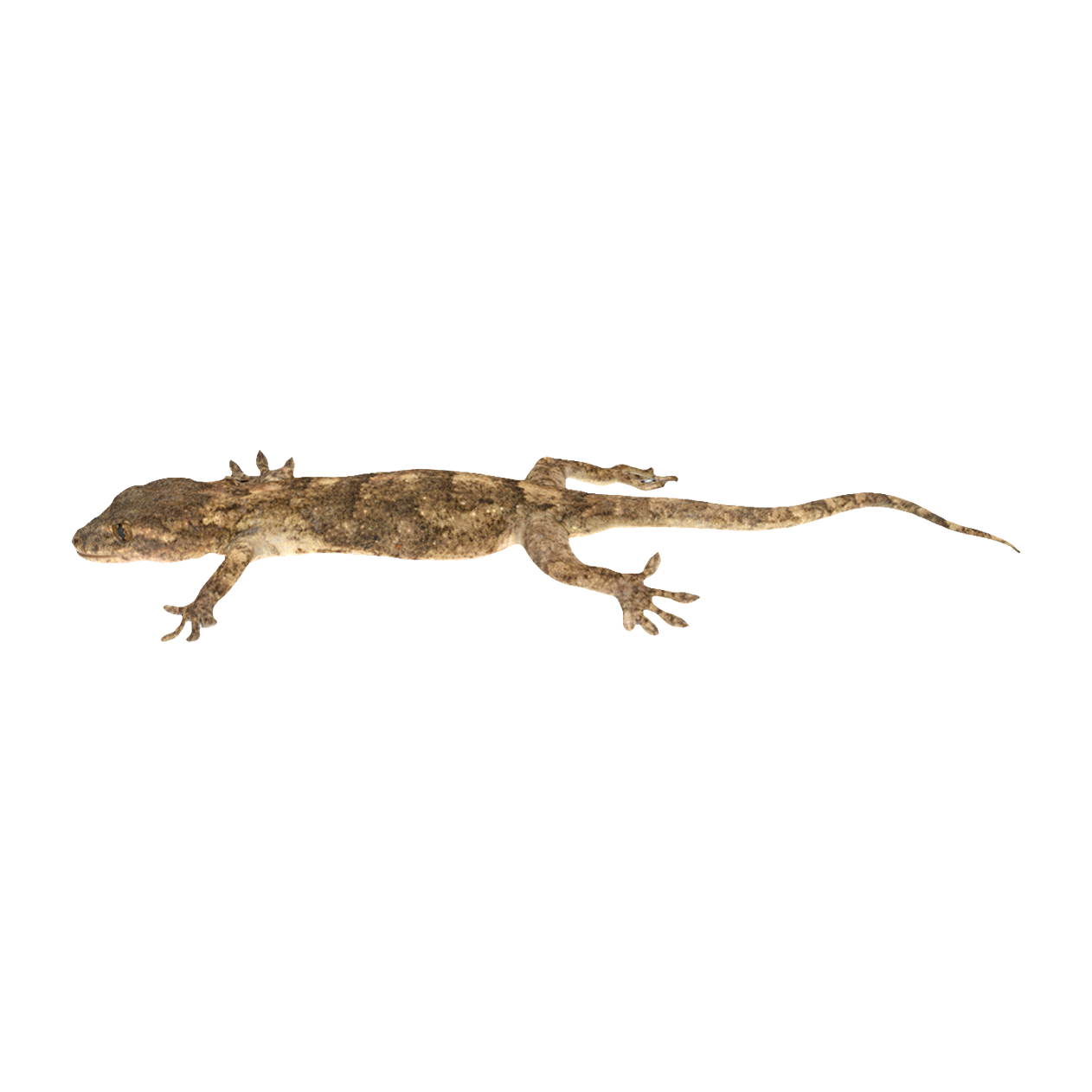 Gekko japonicus 