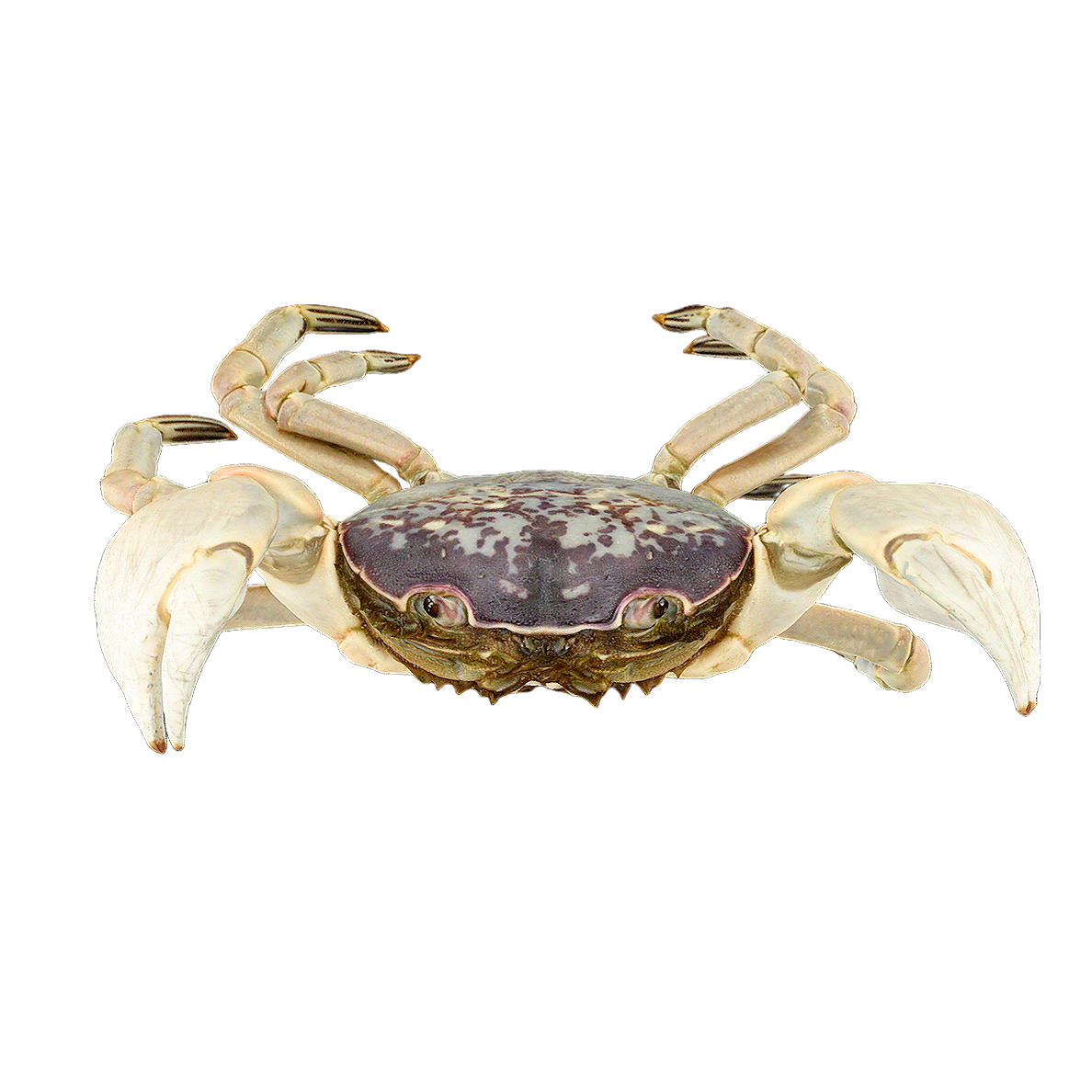Medium sized round square crab