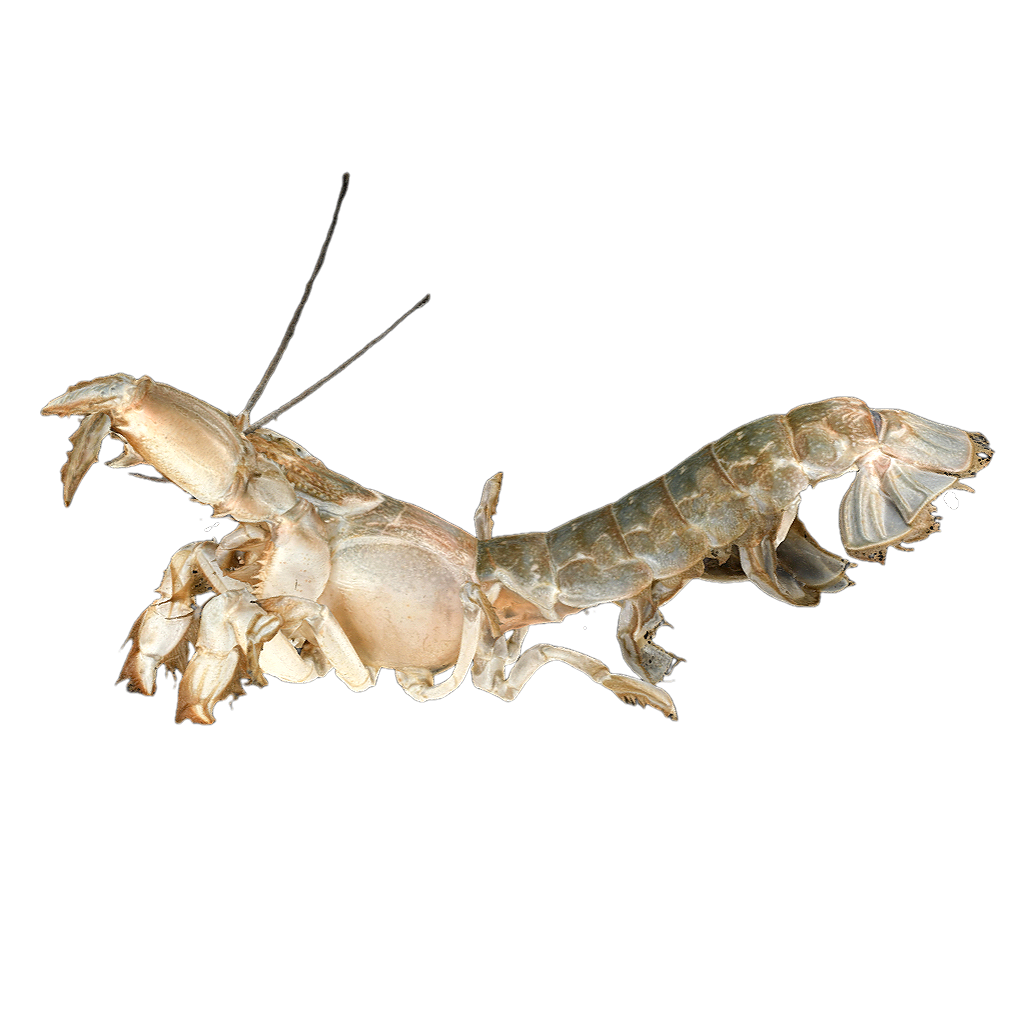 Big mole cricket shrimp