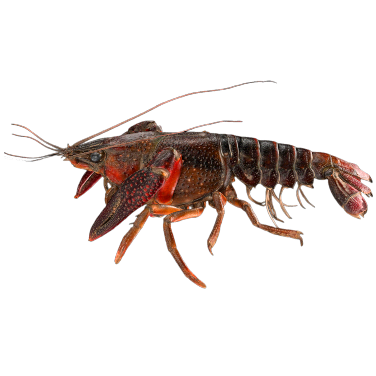 Procambarus clarkii 