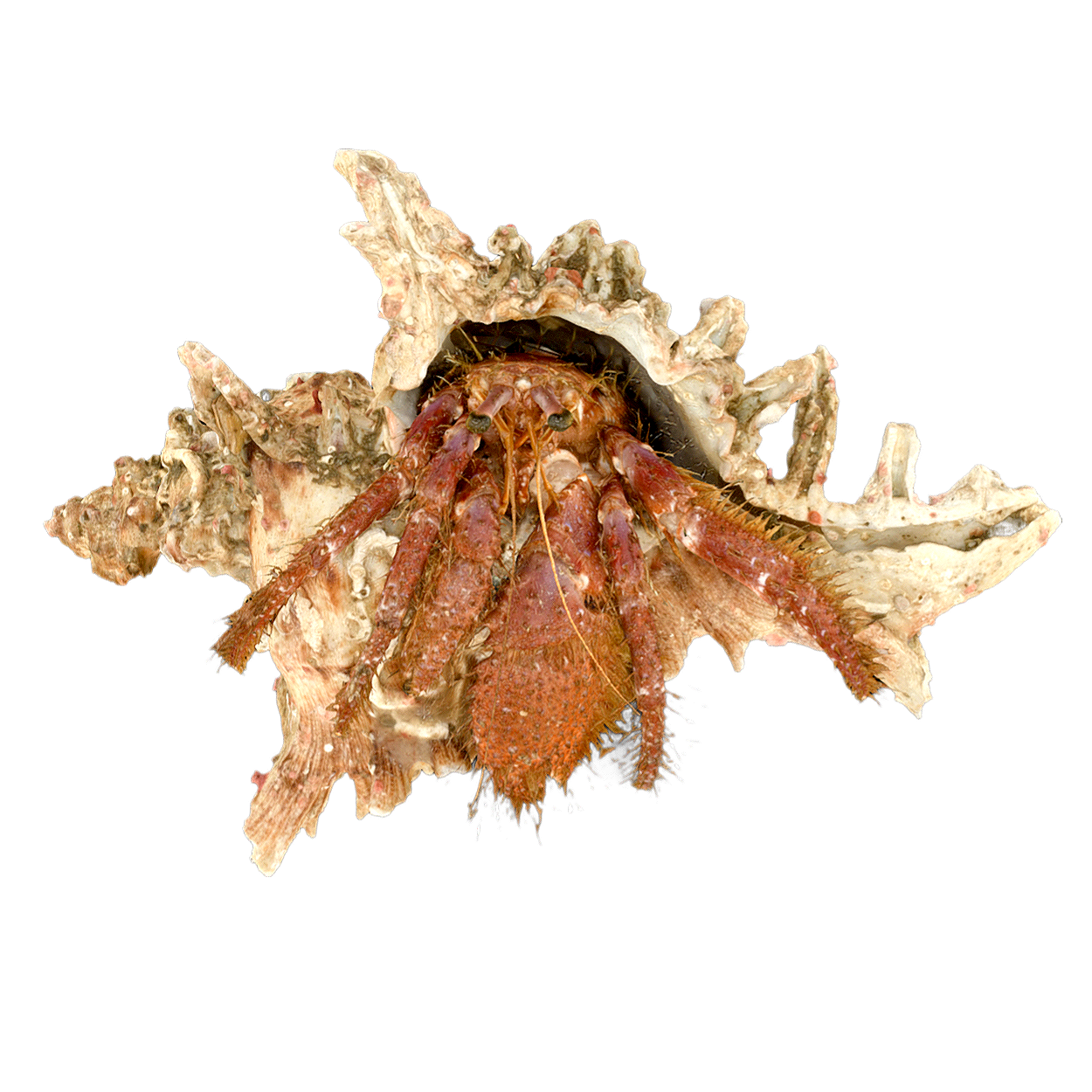 Thick wrist hermit crab