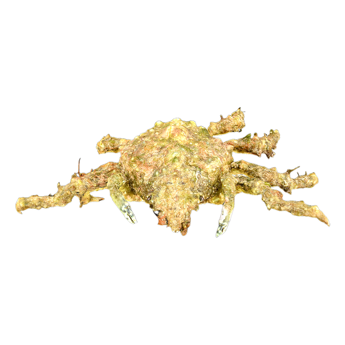 Horned and fronted crab