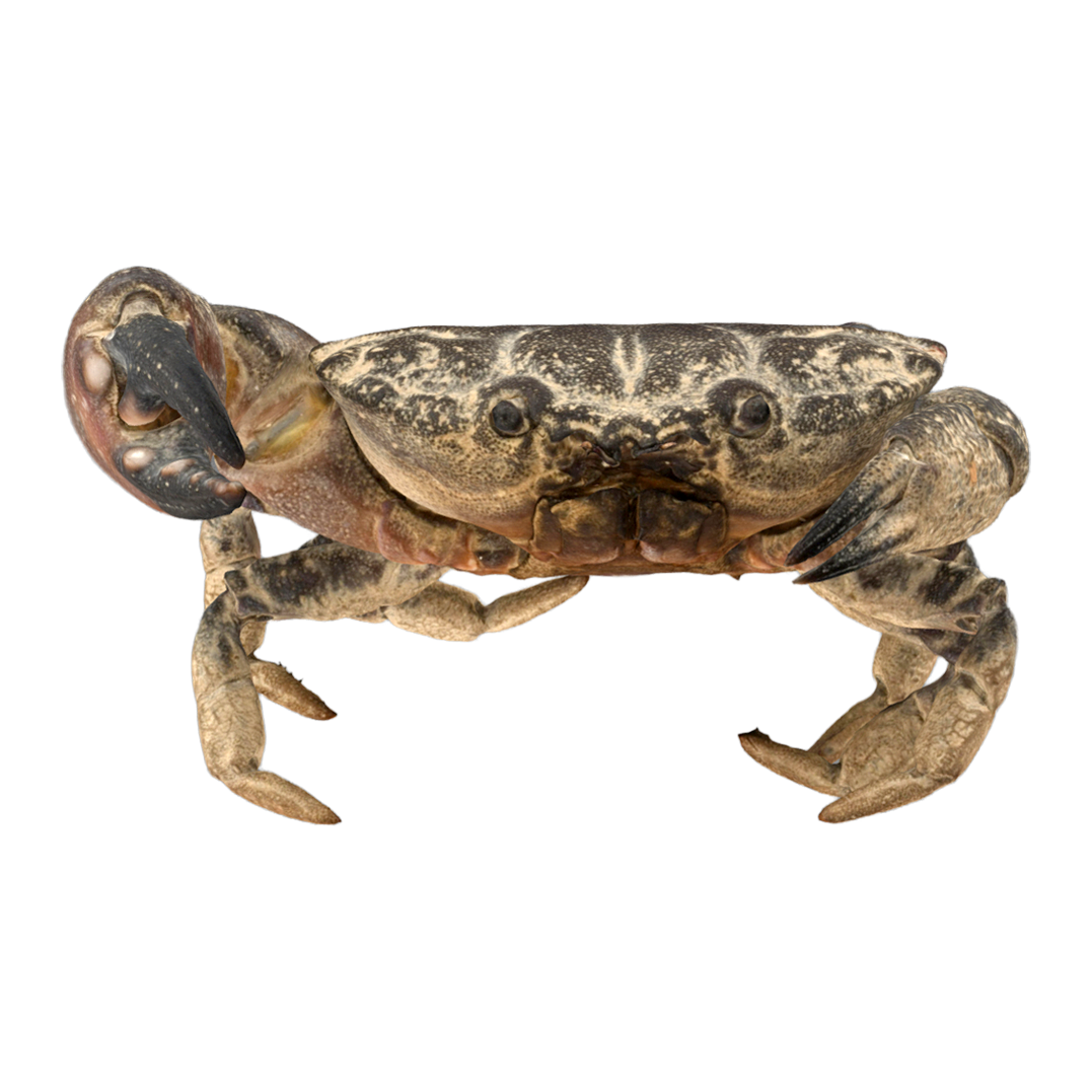 Red Haired Crab Female