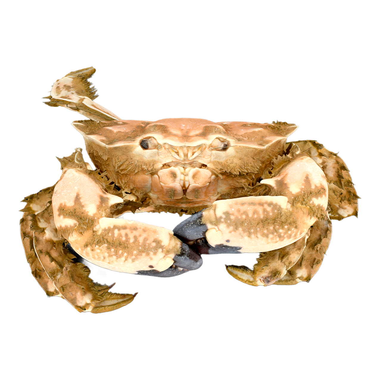 Lophozozymus incisus 