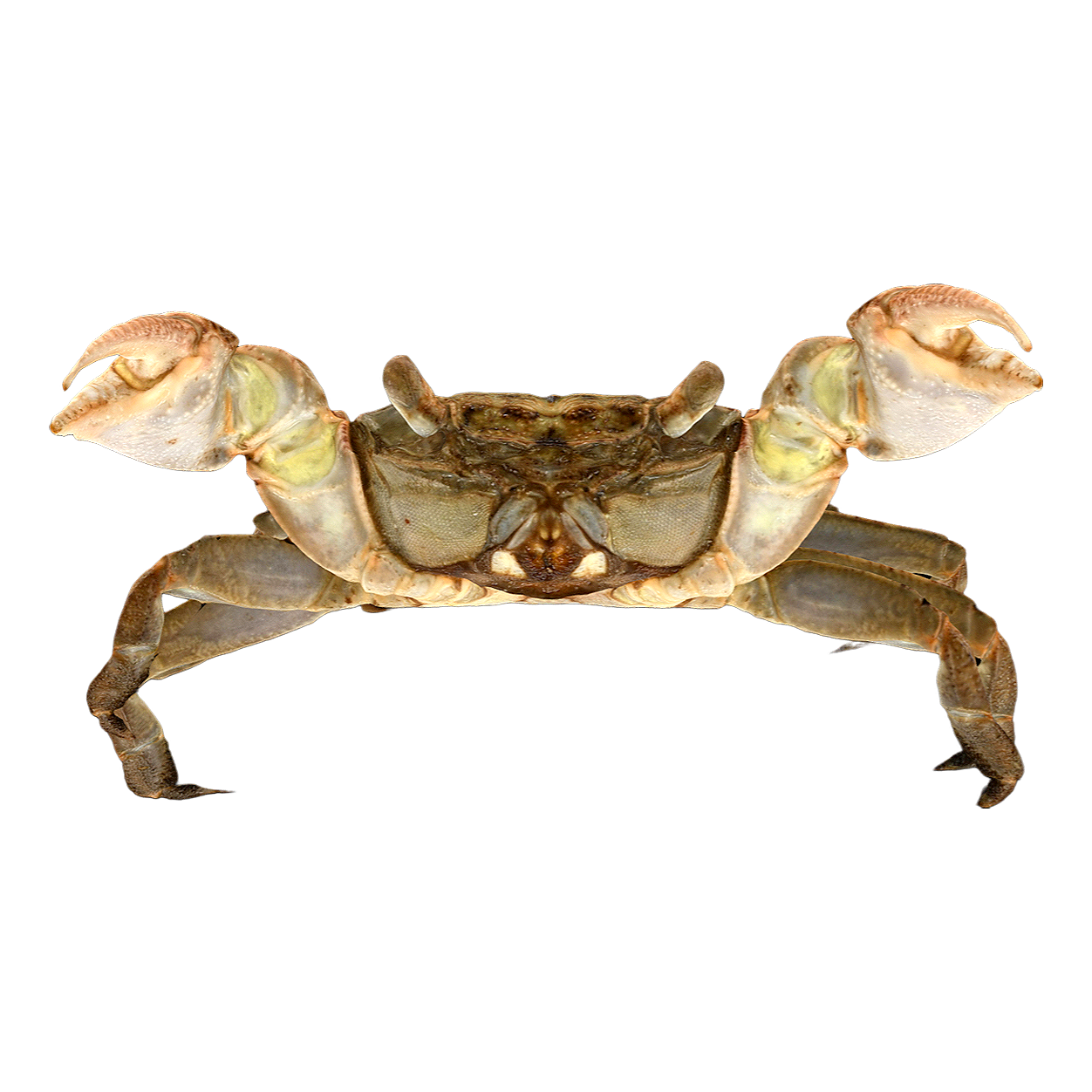 Spotted Pseudomorphic Hand Crab Female