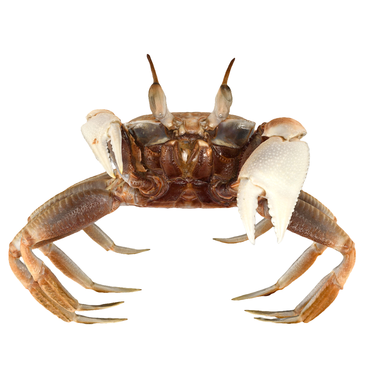 Ocypode ceratophthalmus 