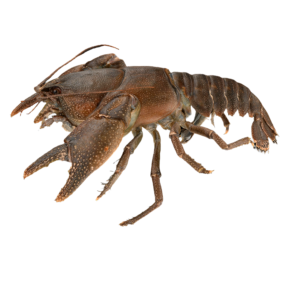 Japanese black crayfish male