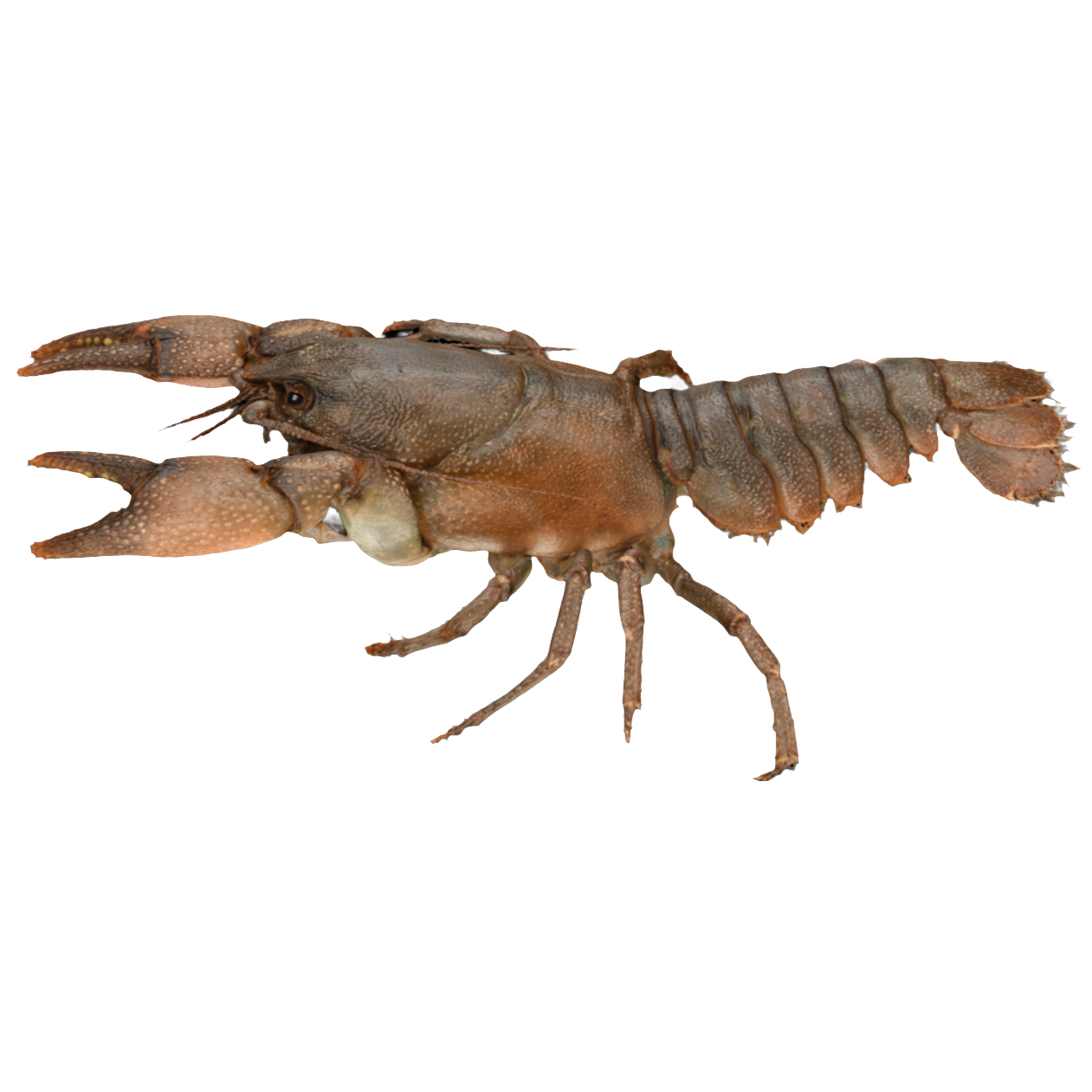 Japanese black crayfish female