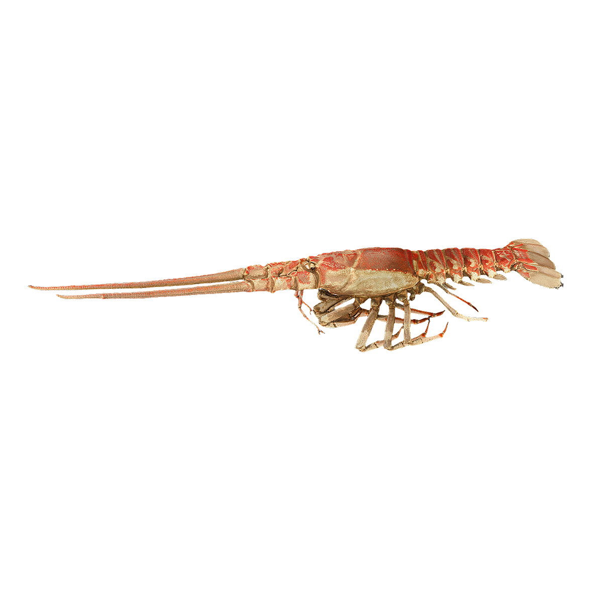 Triangle spine lobster