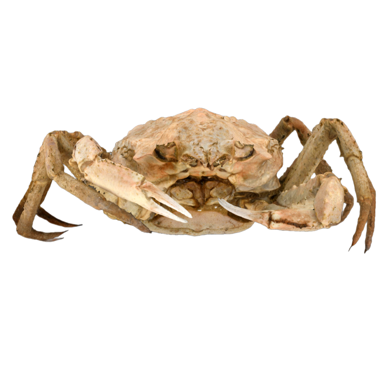 Hyas alutaceus