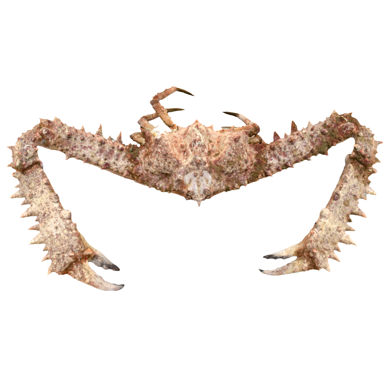Strong diamond crab