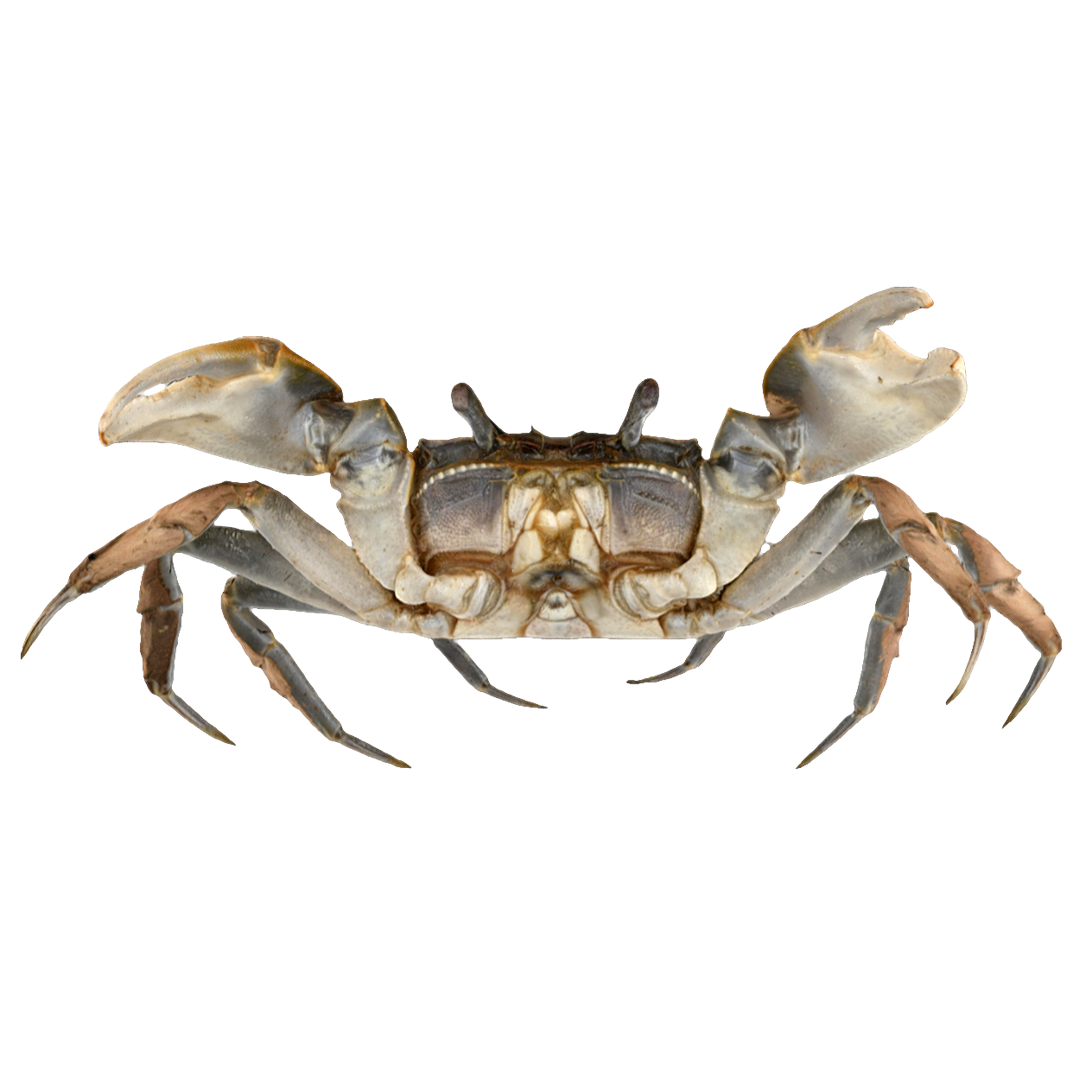 Japanese imitation thick crab