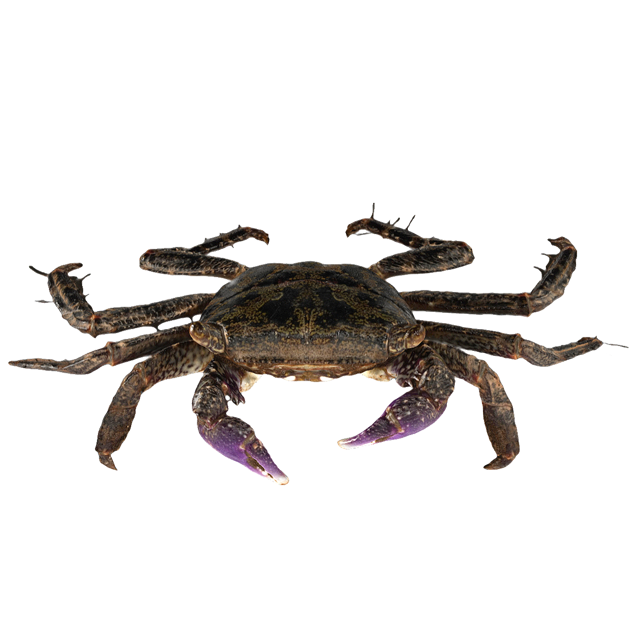 Female Four Toothed Large Crab