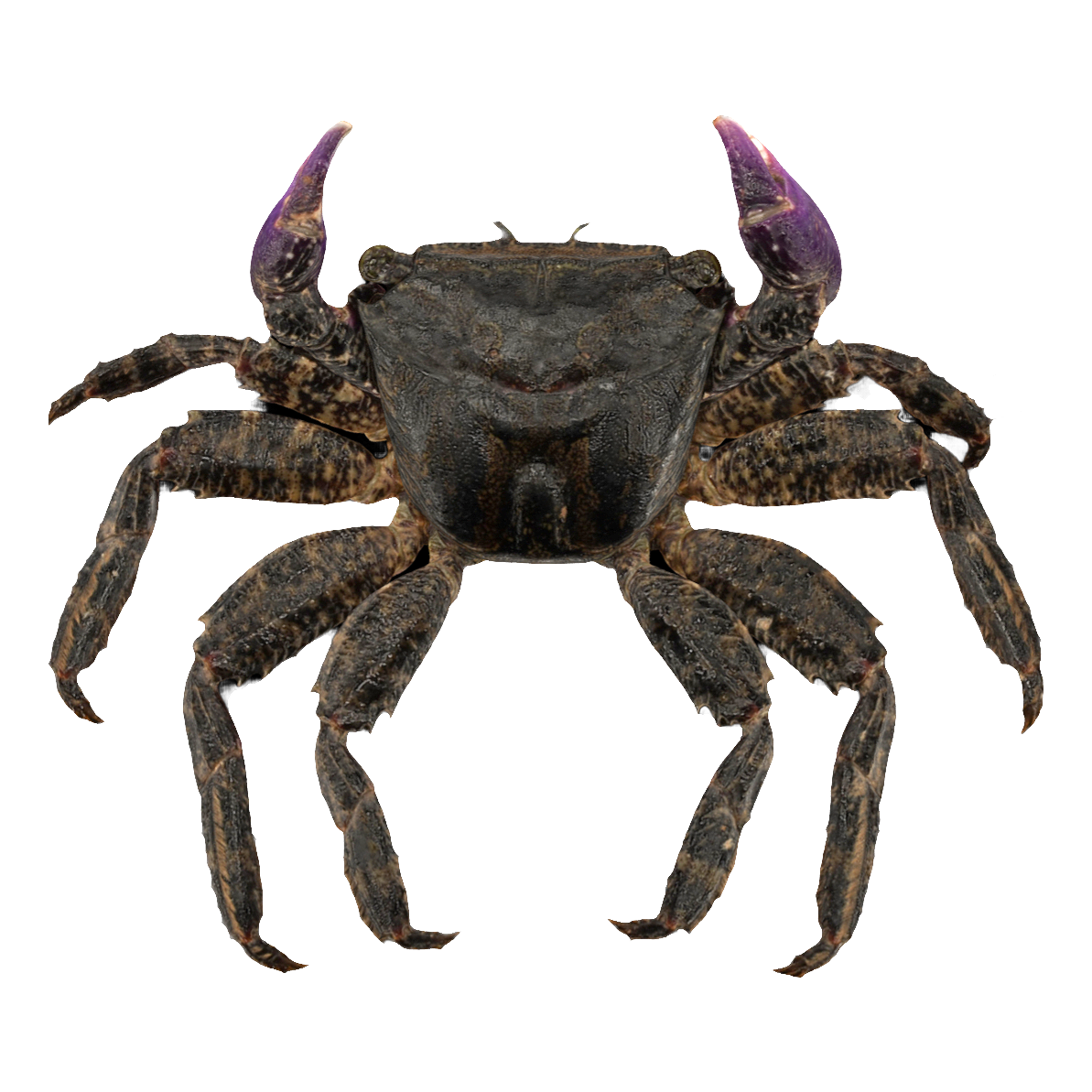 Male Four Toothed Large Crab